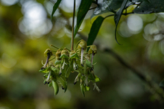 Mucuna