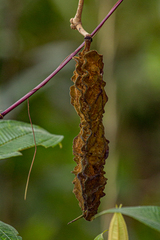 Mucuna
