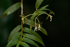 Epidendrum exasperatum