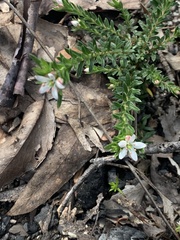 Rhytidosporum