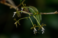 Epidendrum exasperatum