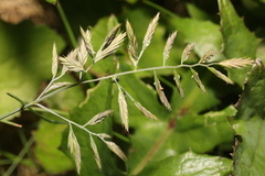 Festuca rubra