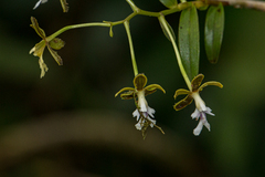 Epidendrum exasperatum