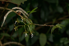 Epidendrum exasperatum