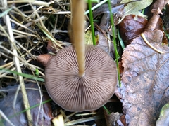 Psathyrella
