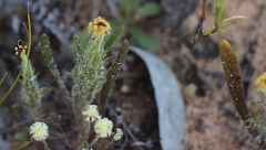 Podotheca angustifolia
