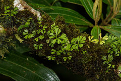 Elaphoglossum peltatum