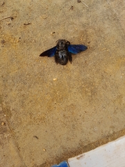 Xylocopa violacea