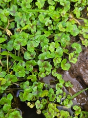 Ranunculus hederaceus