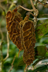 Mucuna