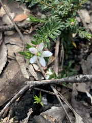 Rhytidosporum