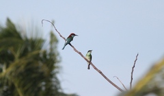 Merops viridis