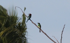 Merops viridis