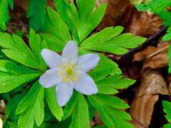 Anemonoides nemorosa