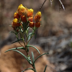 Waitzia acuminata acuminata