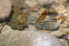 Neurobasis chinensis