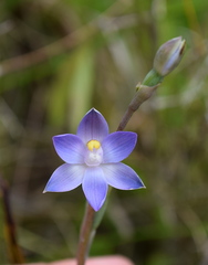 Thelymitra peniculata