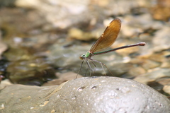 Neurobasis chinensis