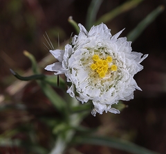 Polycalymma stuartii