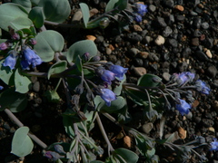 Mertensia maritima