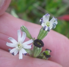 Silene aethiopica