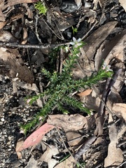 Rhytidosporum