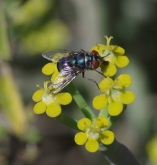 Chrysomya chloropyga
