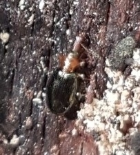 Salpingus ruficollis