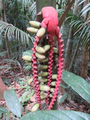 Pinanga