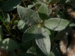 Salix lanata