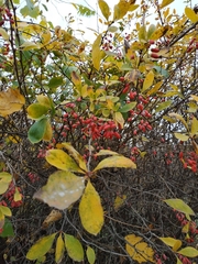 Berberis vulgaris
