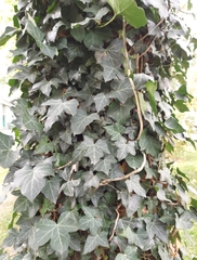 Hedera helix