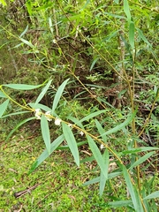 Pimelea axiflora