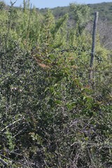 Cyphostemma