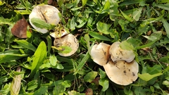 Hebeloma