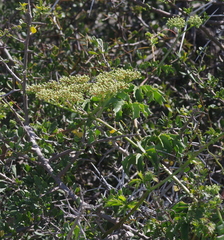 Cyphostemma