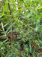 Pimelea axiflora