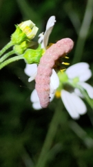 Condica illecta