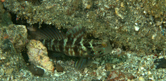 Cryptocentrus sericus