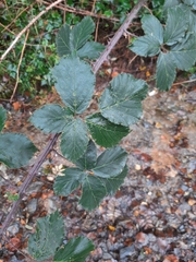 Rubus fruticosus