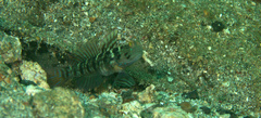 Cryptocentrus sericus
