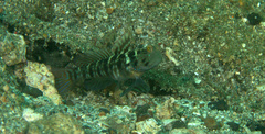 Cryptocentrus sericus