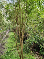 Pimelea axiflora