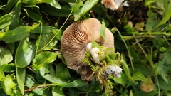 Hebeloma