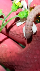 Condica illecta