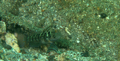 Cryptocentrus sericus