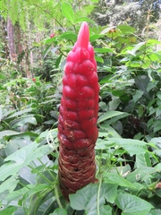 Costus woodsonii