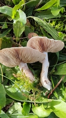 Hebeloma