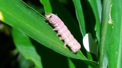 Condica illecta