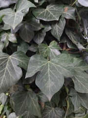 Hedera helix